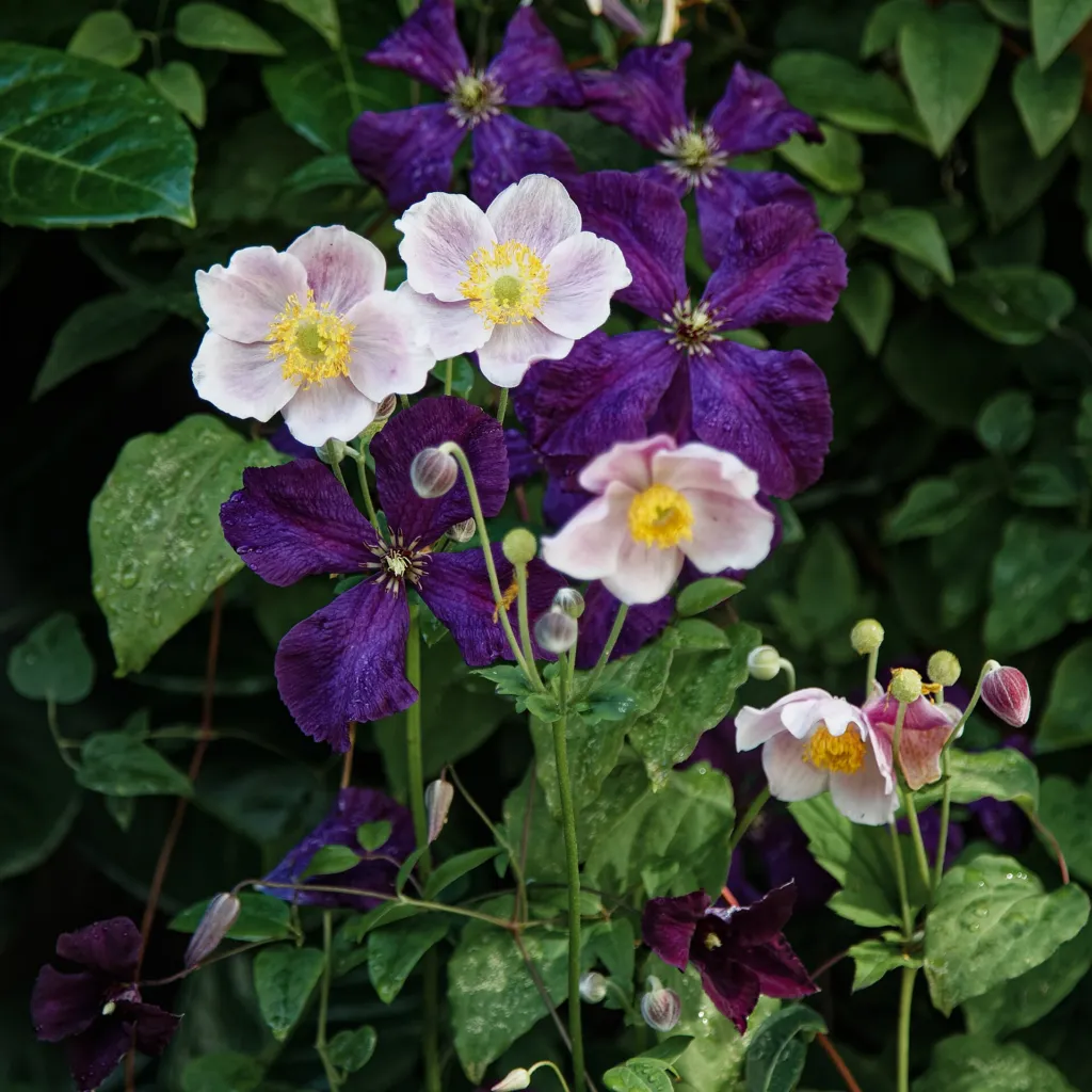Herbst-Anemone (Eriocapitella hupehensis) – typisches Erscheinungsbild, Pflanzenfoto