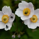 Eriocapitella hybrida care guide (Eriocapitella hybrida) – plant photo