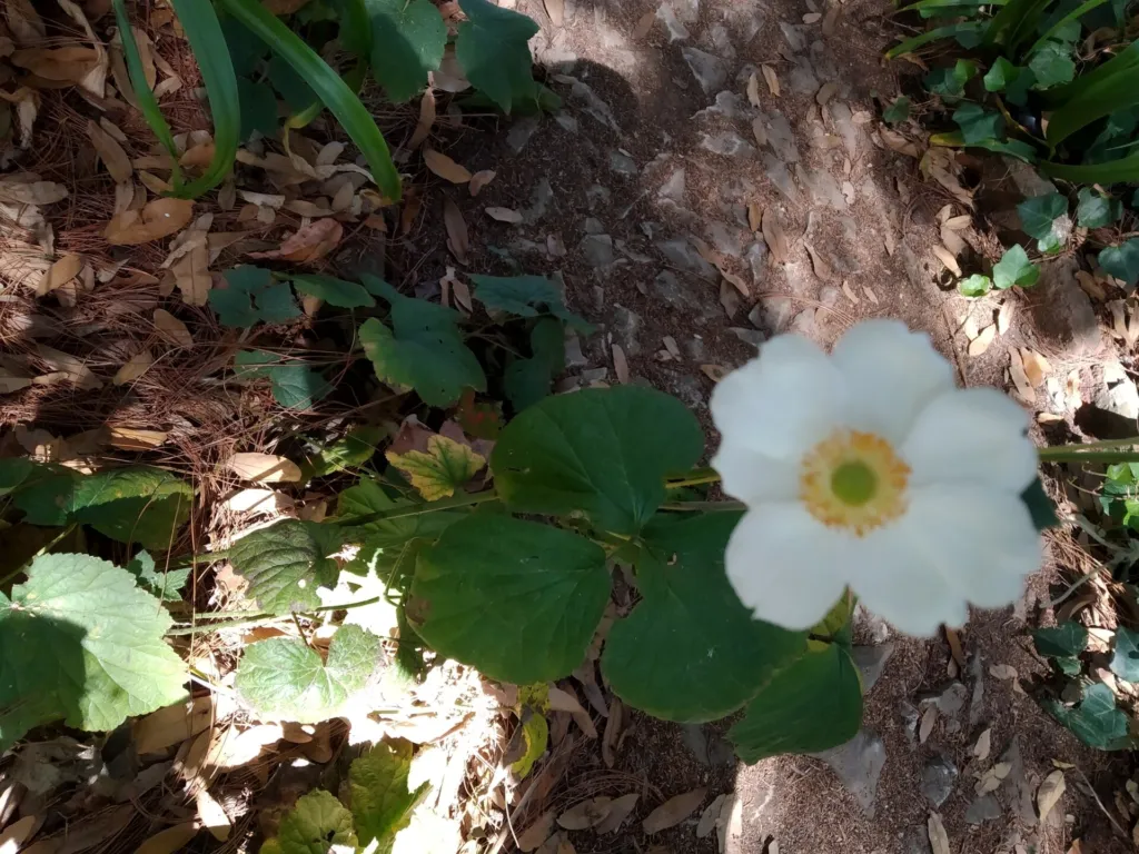 Eriocapitella hybrida – (Eriocapitella hybrida) – typisches Erscheinungsbild, Pflanzenfoto