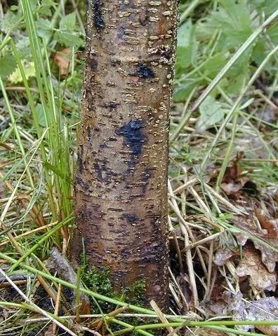 Erlensterben durch Phytophthora alni