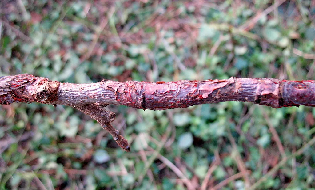 European Apple Canker