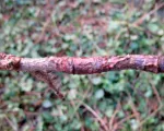 European Apple Canker