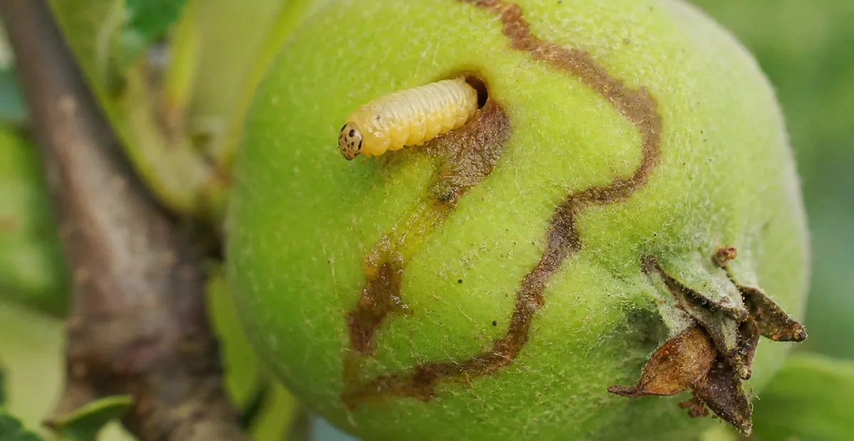 European Apple Sawfly