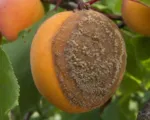 European brown rot and blossom blight