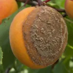 European brown rot and blossom blight