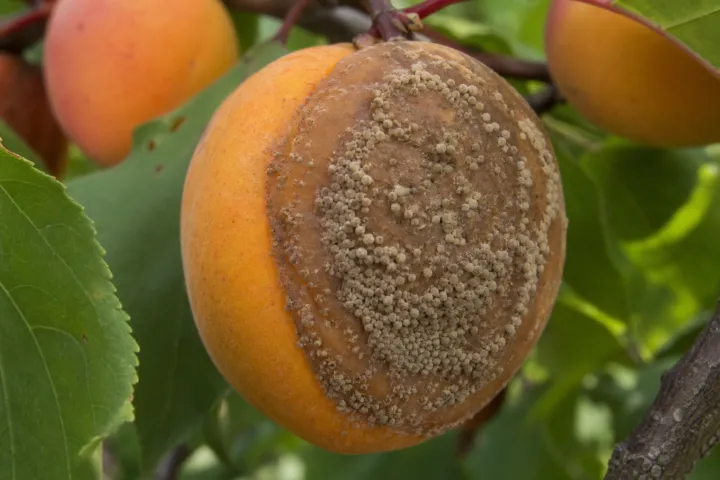 European brown rot and blossom blight