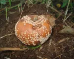 European brown rot