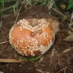 European brown rot