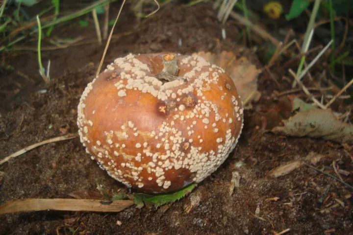 European brown rot