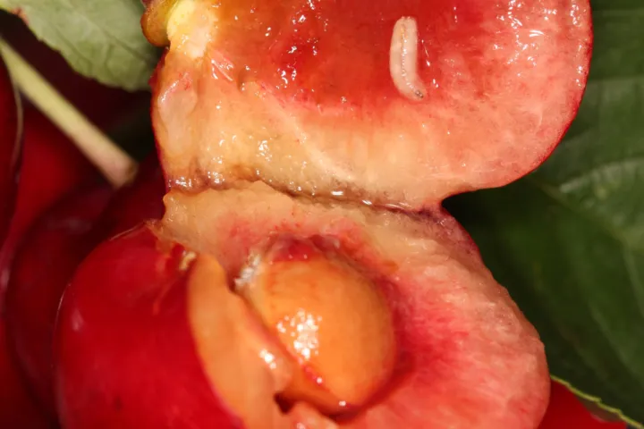 European Cherry Fruit Fly