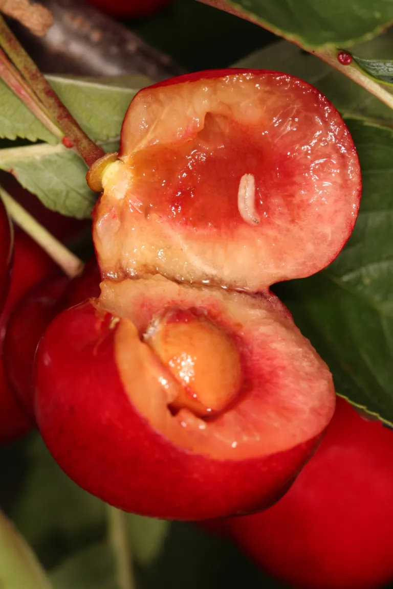 European Cherry Fruit Fly – diagnostic photo