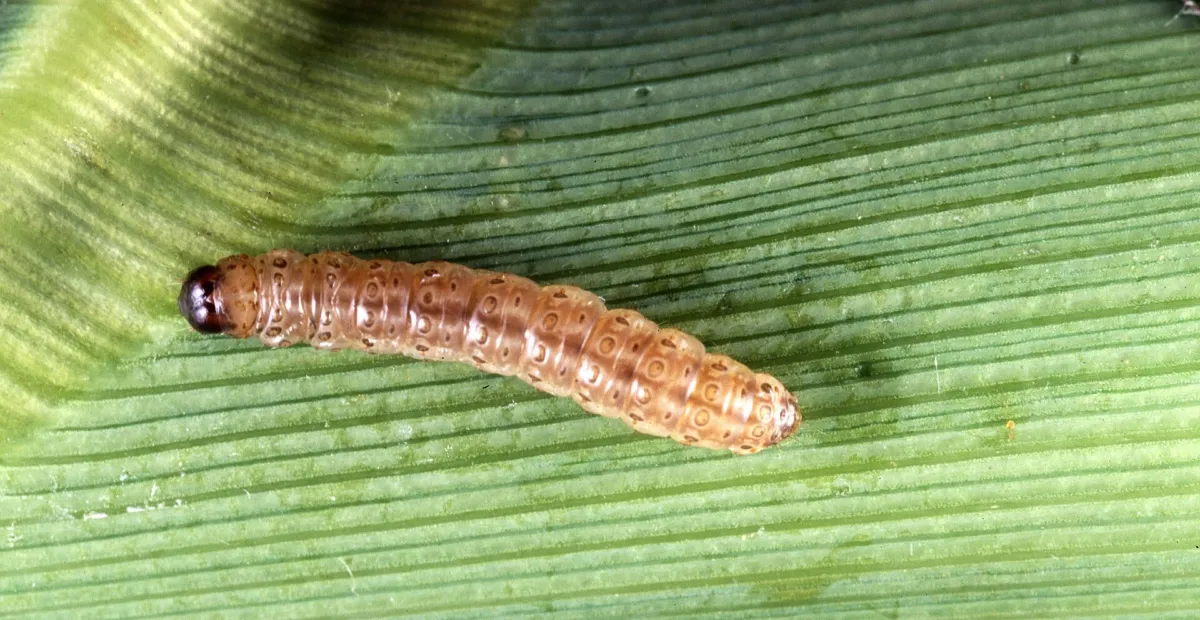 European Corn Borer