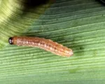 European Corn Borer