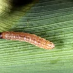 European Corn Borer