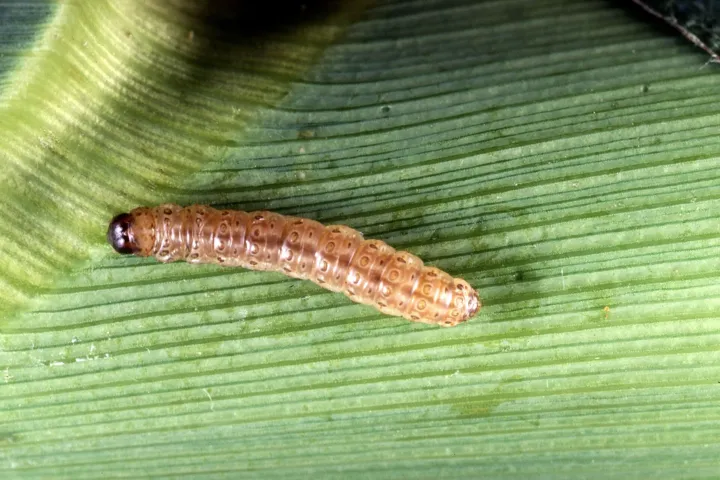 European Corn Borer