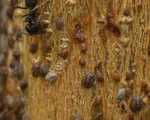 European Fruit Lecanium Scale