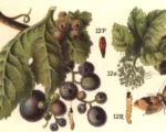 European Grapevine Moth