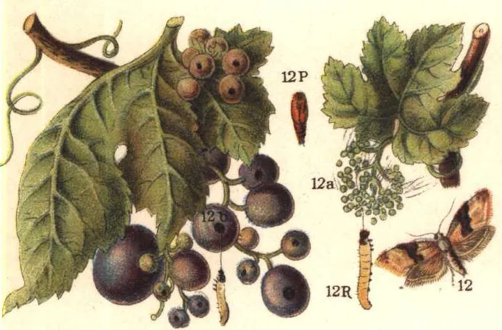 European Grapevine Moth
