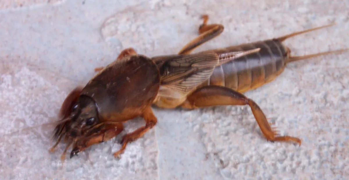European Mole Cricket