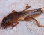 European Mole Cricket