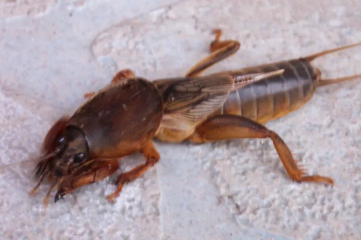 European Mole Cricket