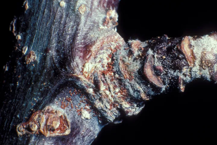 European red mite