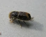 European Spruce Bark Beetle