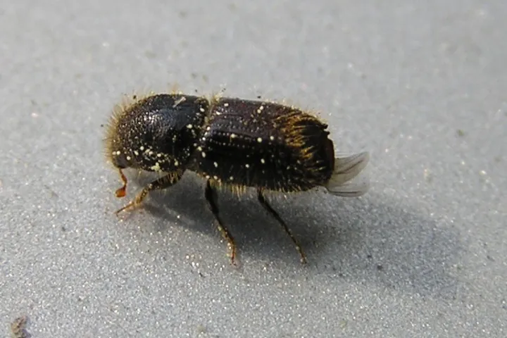 European Spruce Bark Beetle