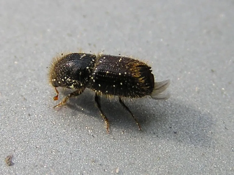 European Spruce Bark Beetle – diagnostic photo