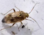 European Tarnished Plant Bug