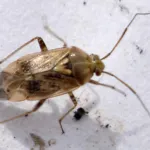European Tarnished Plant Bug
