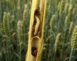 European Wheat Stem Sawfly