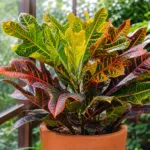 Excellent (Codiaeum variegatum ‘Excellent’) (Codiaeum variegatum 'Excellent') – plant