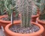 Facheiro (Pilosocereus pachycladus) – Pflege