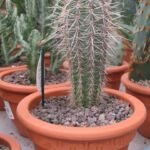 Facheiro (Pilosocereus pachycladus) – Pflanzenfoto