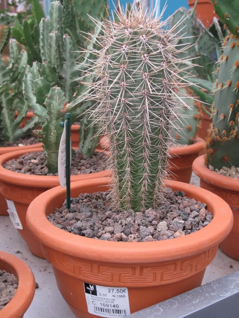 Facheiro (Pilosocereus pachycladus) – Pflanzenfoto