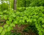 Fagus sylvatica care guide