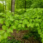 Fagus sylvatica care guide (Fagus sylvatica) – plant photo