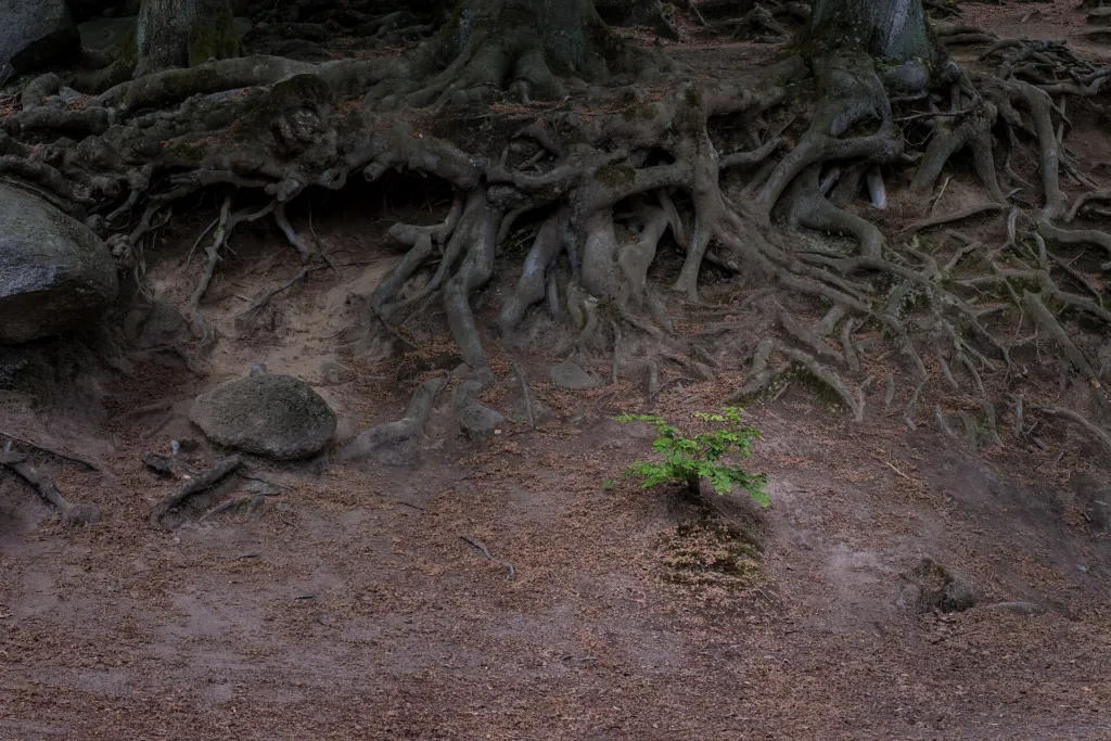 Fagus sylvatica care guide (Fagus sylvatica) – in its natural habitat, plant photo
