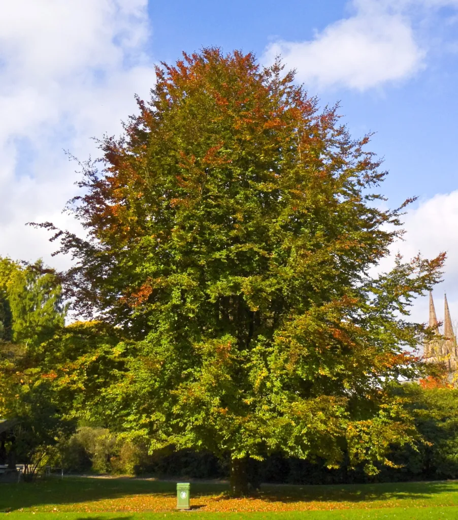 Fagus sylvatica care guide (Fagus sylvatica) – in a garden setting, plant photo