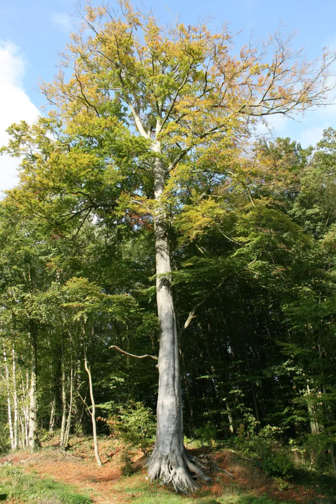 Fagus sylvatica care guide (Fagus sylvatica) – characteristic appearance, plant photo