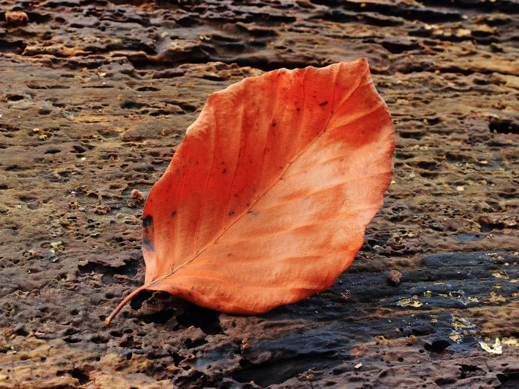 Fagus sylvatica care guide (Fagus sylvatica) – leaves and shoots, plant photo