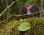 Fairy-slipper Orchid (Calypso bulbosa) care guide