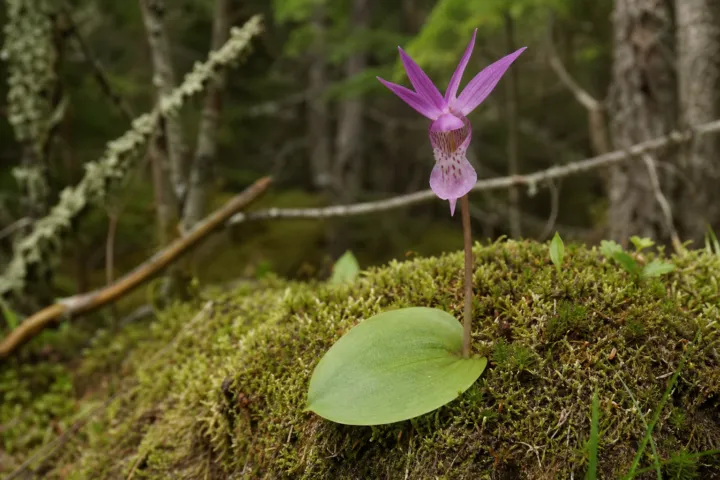 Calypso bulbosa