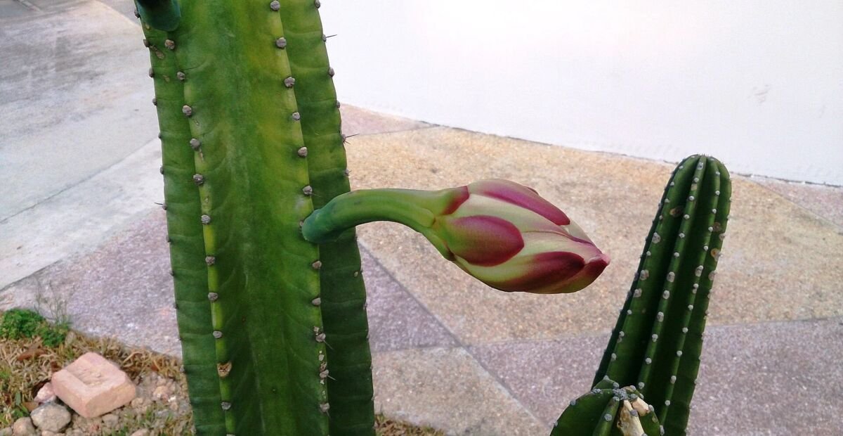 fakľovec Hildmannov (Cereus hildmannianus) – fotografia rastliny