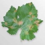 Falscher Mehltau der Weinrebe