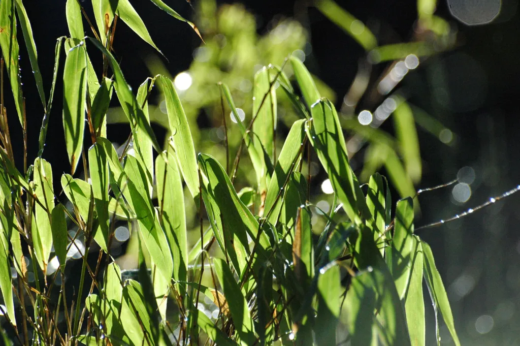 Umbrella Bamboo (Fargesia murielae) – plant photo