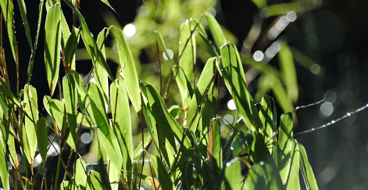 Umbrella Bamboo (Fargesia murielae) – plant photo