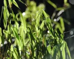 Umbrella Bamboo (Fargesia murielae) care guide