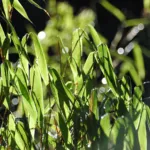 Umbrella Bamboo (Fargesia murielae) – characteristic appearance, plant photo